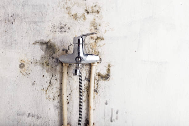 Best Certified Mold Removal  in Greenfield, OH
