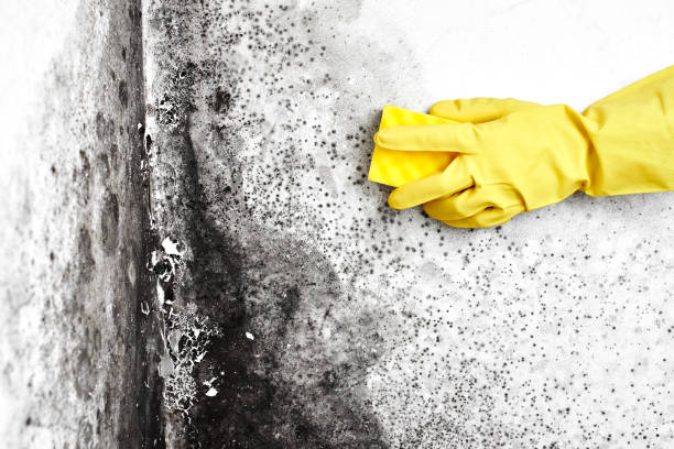 Best Residential Mold Removal  in Greenfield, OH