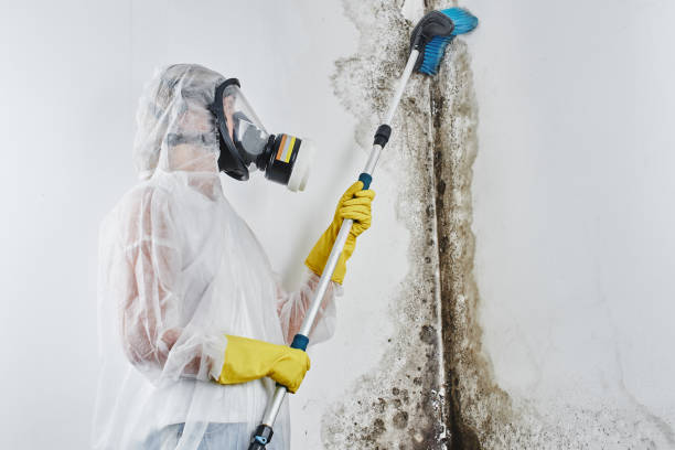 Best Emergency Mold Removal  in Greenfield, OH