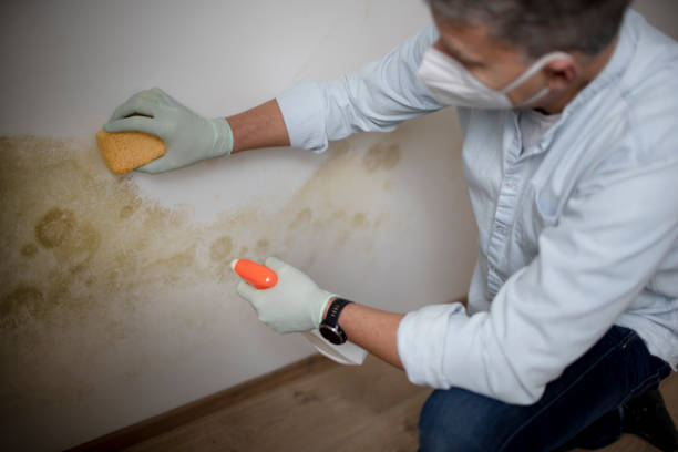 Best Residential Mold Removal  in Greenfield, OH