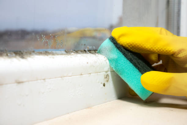 Best Attic Mold Removal  in Greenfield, OH