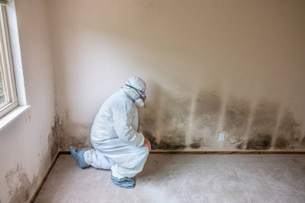 Best Mold Remediation  in Greenfield, OH