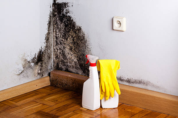 Best Fast Mold Removal  in Greenfield, OH
