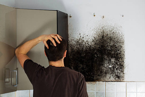 Best Local Mold Removal Service  in Greenfield, OH