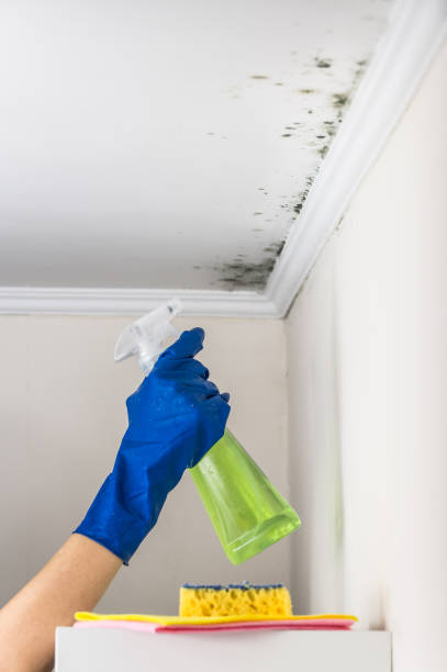 Best Crawl Space Mold Removal  in Greenfield, OH